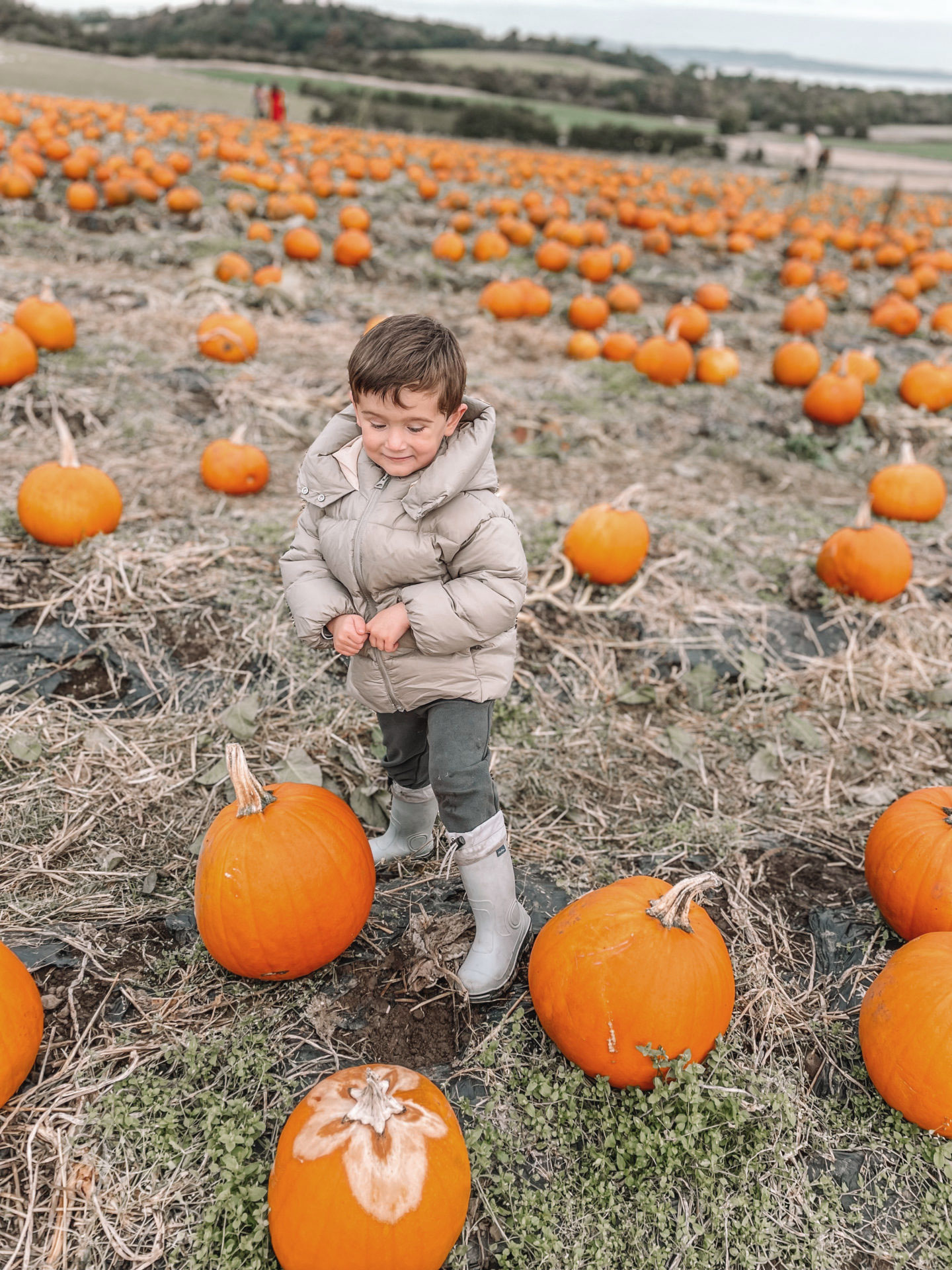 Max amongst the pumpkins