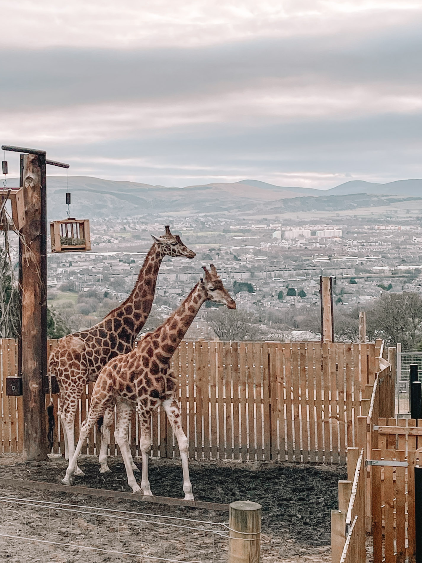 giraffes at Edinburgh Zoo