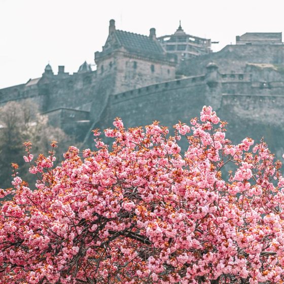 The Best Places to See Cherry Blossom in Edinburgh, Scotland