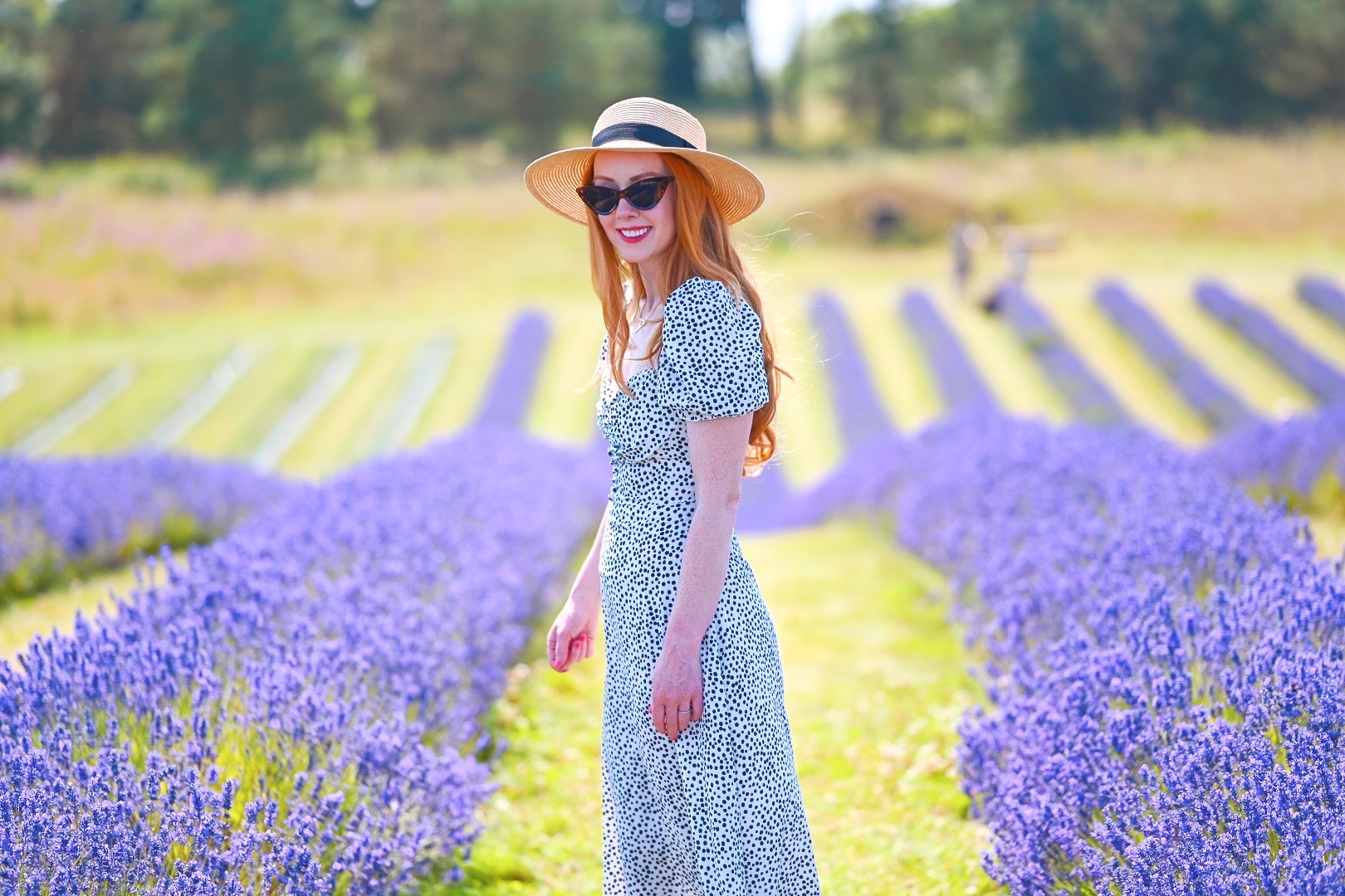 Where to see Lavender fields in Scotland