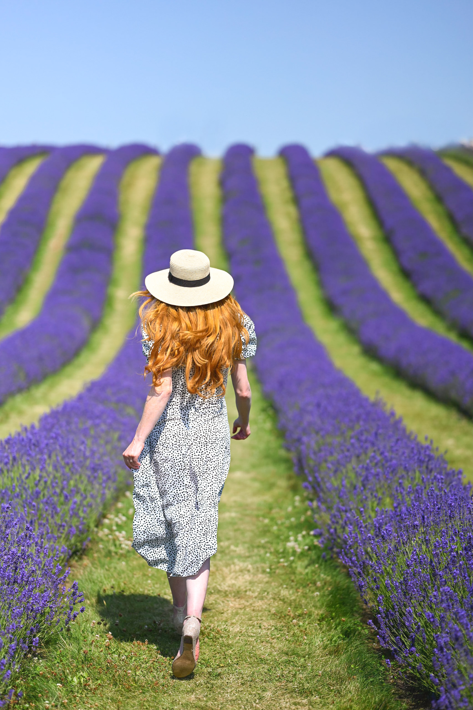 lavender fields Scotland :vistig Scottisg lavender oils