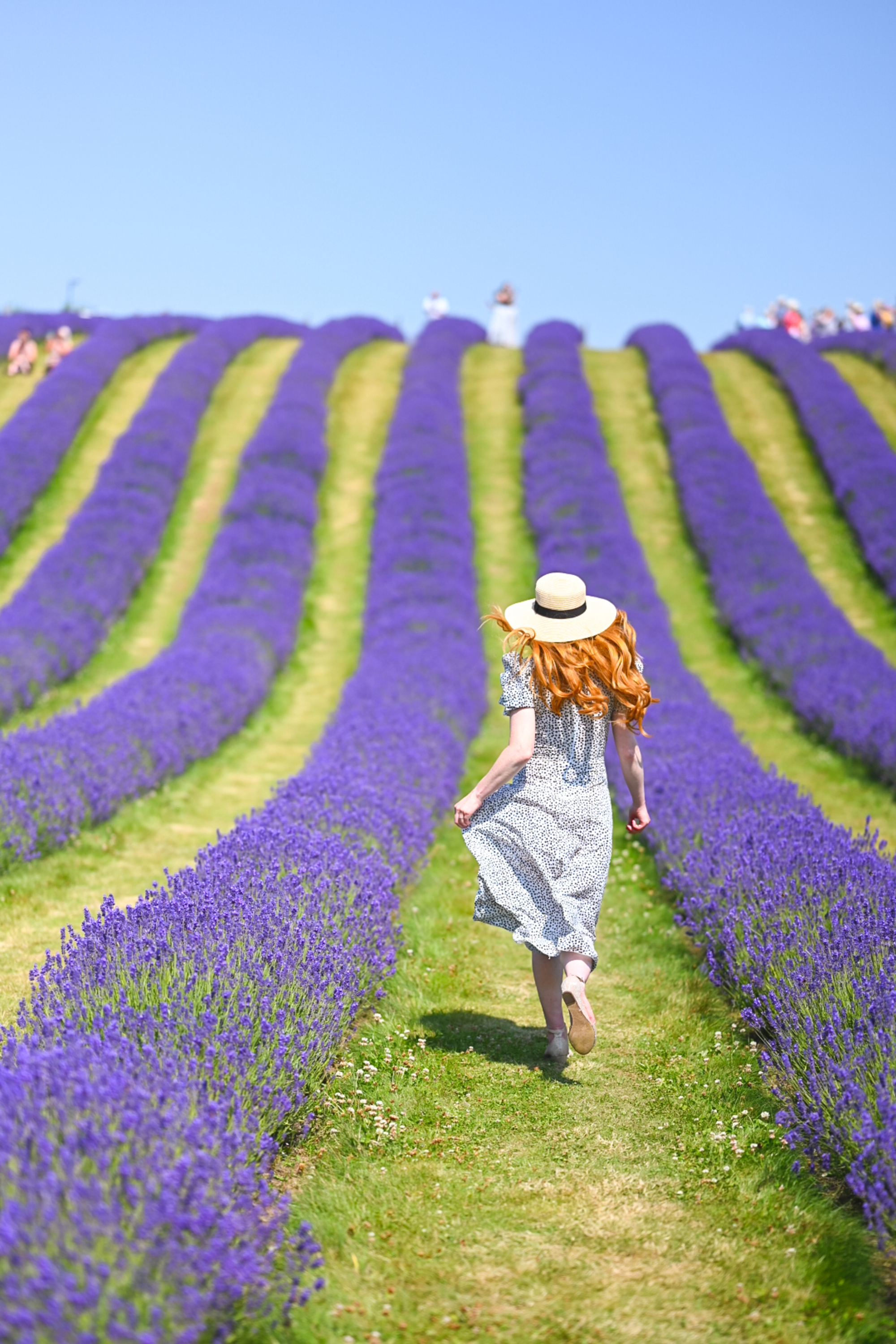 lavender fields in Fife, Scotland